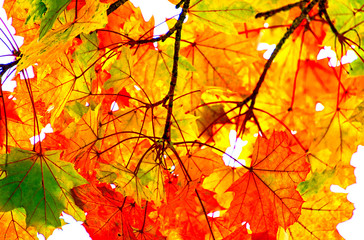 Ahornbaum Zweig mit schönen herbstlichen Blättern