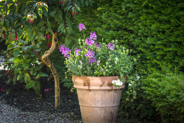 Flowers in a pot with violet flowers