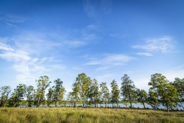 Obraz premium Trees in front of a lake in the summer