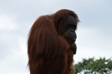 Orangutan