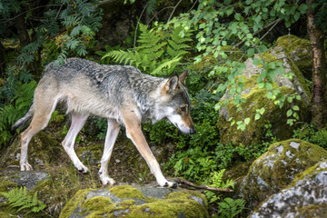 Grey wolf in a nordic forest