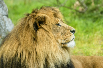 Male Lion with a large mane lying on a field