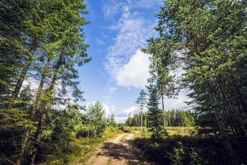 Road in a nordic forest