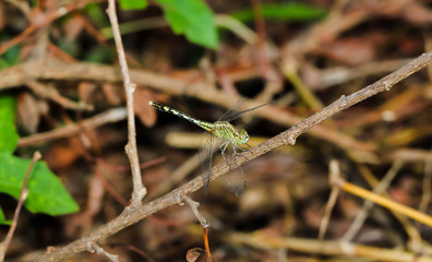 Light Green Dragonfly on a grass on the brown plant