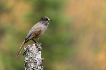 Siberian jay, Perisoreus infaustus