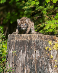 Mountain lion cub standing on large tree stump in the woods