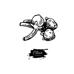 Clove vector drawing. Hand drawn sketch. Seasonal food illustrat