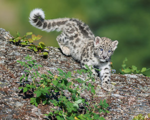 Snow Leopard Kitten descending rocky surface in the woods