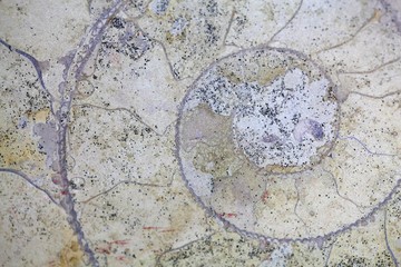 Fototapeta na wymiar Section through an ammonite