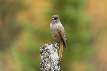 Siberian jay, Perisoreus infaustus