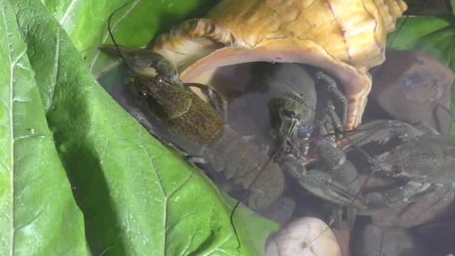 River Crayfish swim in the Lake