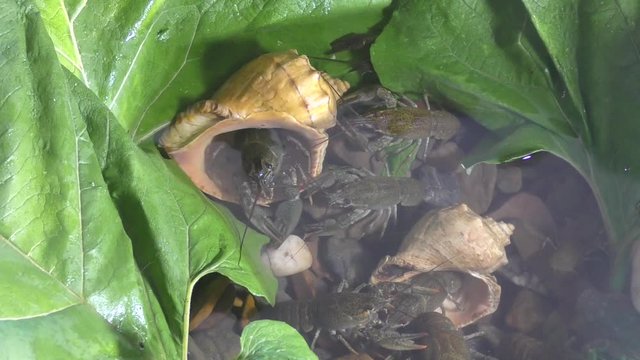 River Crayfish swim in the Lake