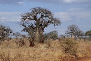 Alte Baobab Bäume, Tansania, Ostafrika