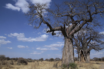Fototapeta na wymiar Alte Baobab Bäume, Tansania, Ostafrika