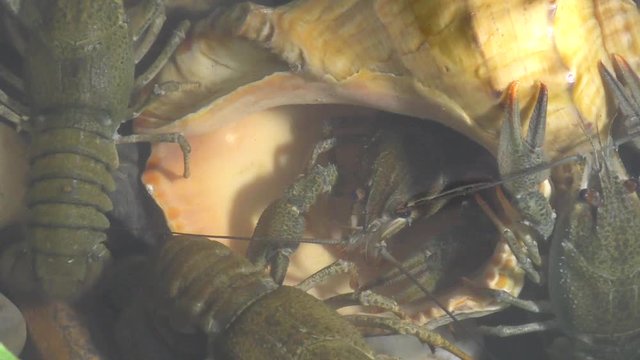 River Crayfish swim in the Lake
