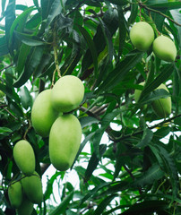mango tree