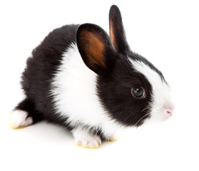 rabbit on white background