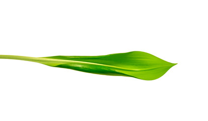 Fototapeta premium green leaf