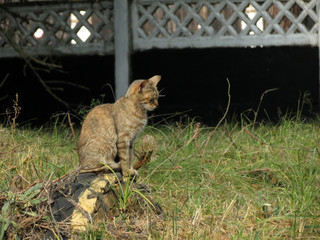 кошка