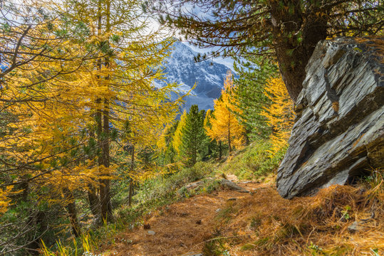 Wanderweg im Herbst - Sulden am Ortler (S&uuml;dtirol)