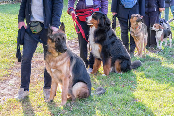 Group of dogs with owners at obedience class - 175835422