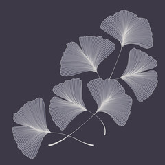 Ginkgo biloba leaves