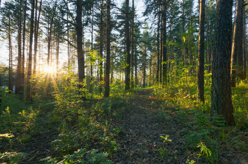 sunset in the woods