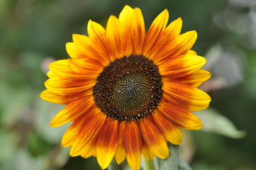 Obraz premium Tournesol