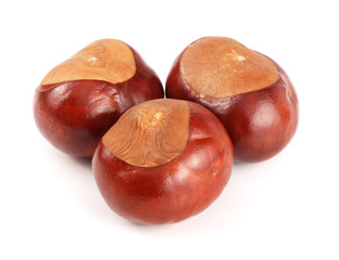 chestnut isolated on white background closeup