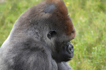 Gorilla