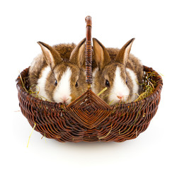 rabbit in a basket on a white background