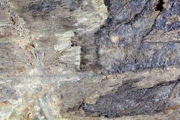 Fossil Wood