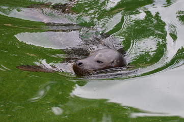 Obraz premium Harbor seal in the water