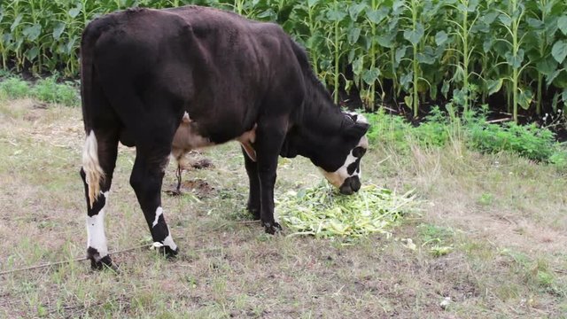 Cow grazing.Young black and white bull eating fresh green food on the field