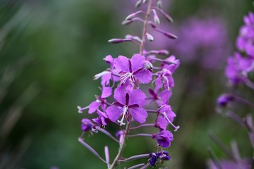 Obraz premium Fireweed