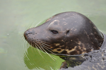Fototapeta premium Harbor seal in the water
