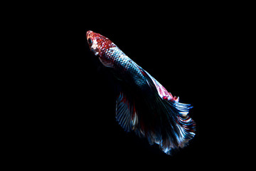 Fototapeta premium betta fish, siamese fighting fish in thailand isolated on black background