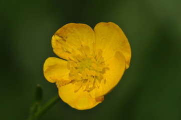 Obraz premium Fleur jaune