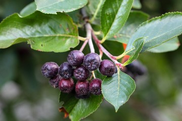 Black Chokeberries