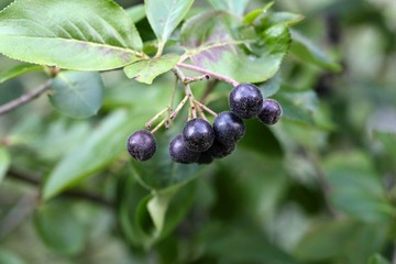 Black Chokeberries