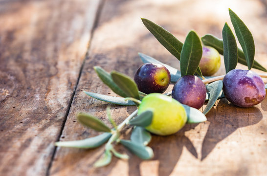 Oliven Zweig mit Früchte schwarz und grün