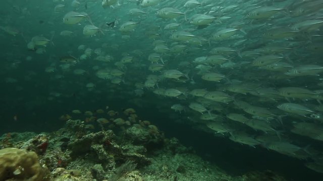 Large school of bigeye trevally (Caranx sexfasciatus) beside coral reef wall at Sipadan Island, Borneo 