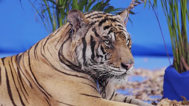 Wild Tiger Closeup On Blue Screen In Slow Motion