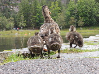 Enten Küken folgen der Mutter