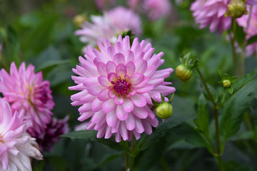 Obraz premium Dahlia mauve en été au jardin