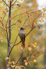 Siberian jay, Perisoreus infaustus