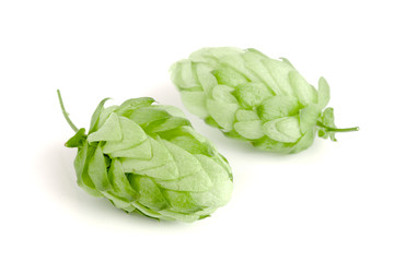 Hop cones isolated on white background closeup