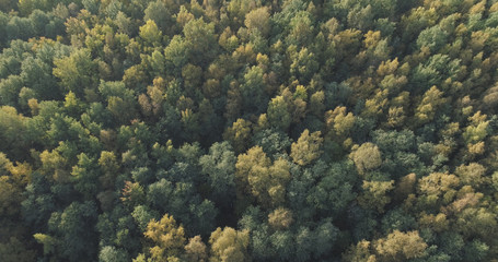 Fototapeta na wymiar Aerial view of autumn trees in forest in september