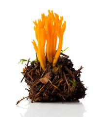Calocera viscosa, commonly known as the yellow stagshorn, is a jelly fungus, a member of the Dacrymycetales.
