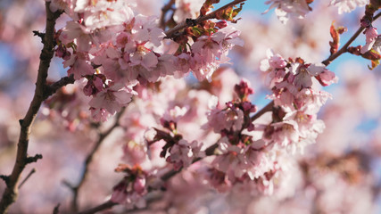beautiful sakura cherry tree blossom